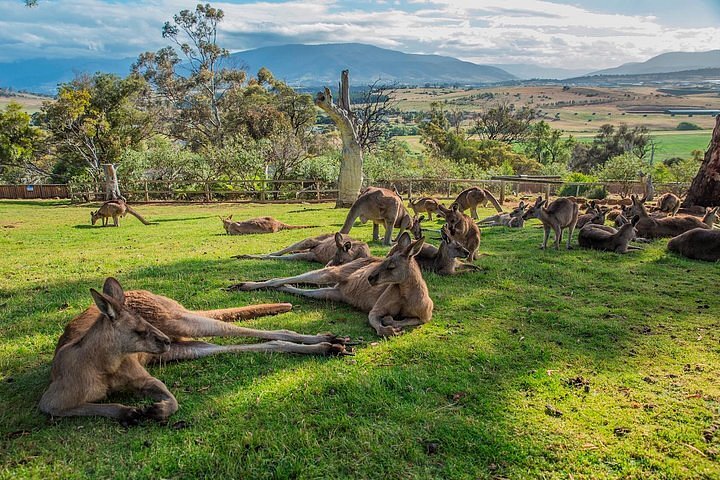Day 10: Hobart to Launceston via Wildlife Park