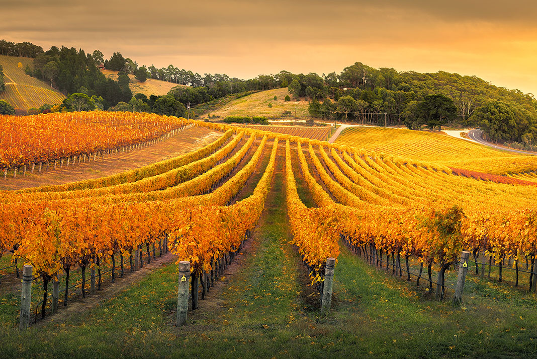 Day 6: Barossa Valley Wine Experience