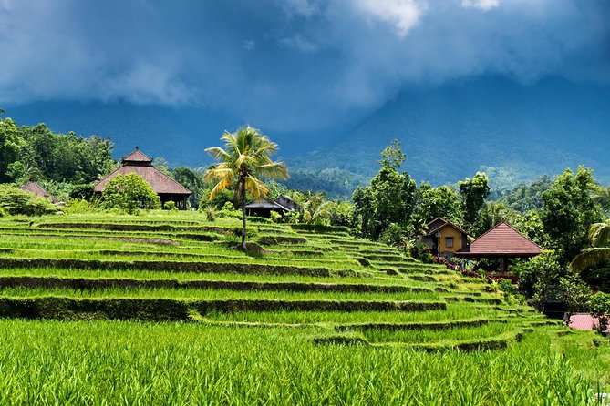 Day 2: Ubud Tour – Rice Terraces, Coffee Plantation & Waterfall